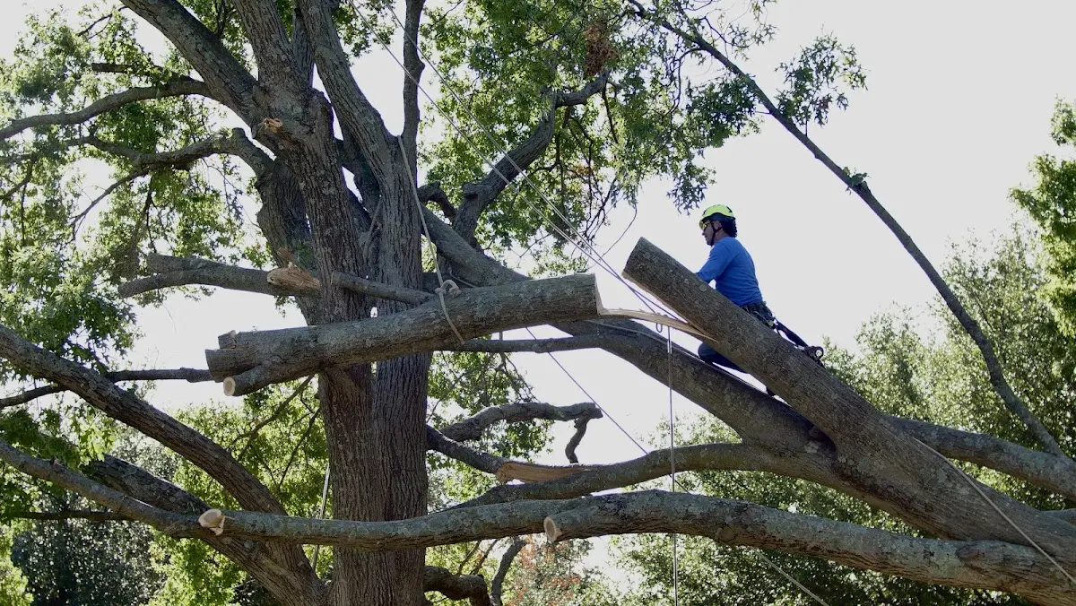 Professional Crown Thinning performed by certified arborists in Pineville